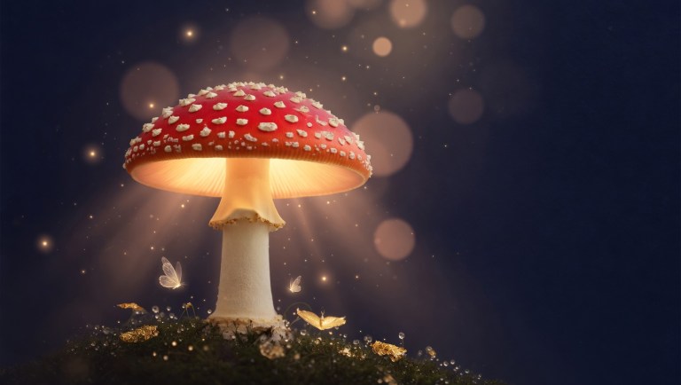 Lume Amanita: Crvena gljiva koja donosi toplo svjetlo